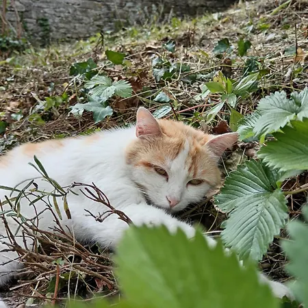 Il Borghetto Room&breakfast Rocca San Casciano