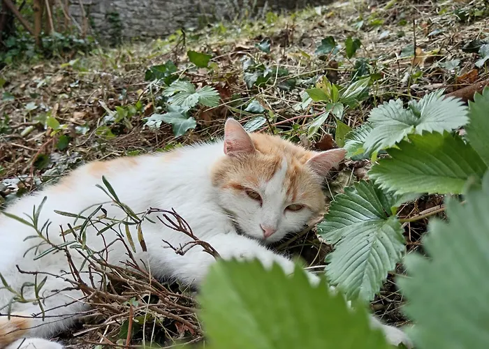 Il Borghetto Room&breakfast Rocca San Casciano